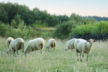 Naklejka na ściany i meble Many beautiful sheep grazing on pasture. Farm animal