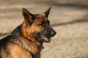 close-up of a male German shepherd in the park