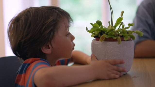 Curious child marveling at carnivorous flora, young boy gently interacting with a unique insect-eating plant