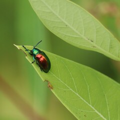 bug on leaf