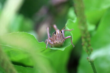 Cricket on leaf
