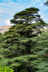 Cedars of lebanon lebanese cedar trees forest mountains