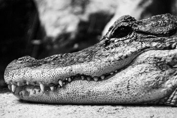 crocodile in the zoo