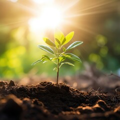 developing plant, New life idea. fresh, seed, image with a modern agricultural theme