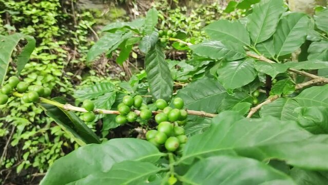 Green coffee cherries beans on a coffee tree branch in organic farm