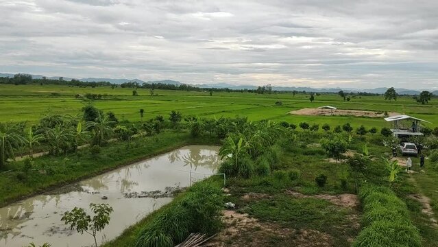 Fish pond surrounded by banana trees, mixed farming fields, and rural areas of Thailand