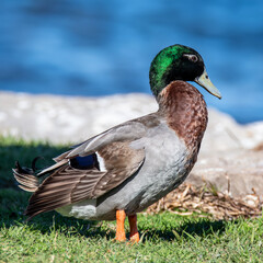 Male Mallard Duck by the waters edge