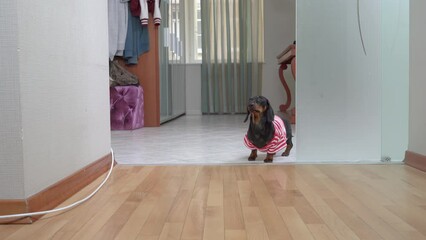 Funny dog dachshund, a curious annoying puppy comes in the door looks with a devoted look, begs for food. Pet in the apartment is hiding behind a frosted glass partition. Cozy home interior