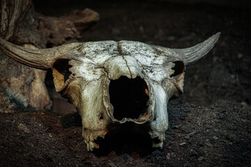 skull of a bull