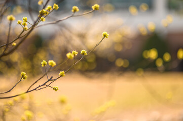 Small yellow flowers on a tree