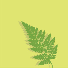 Illustration of fern leaves with a yellow background 