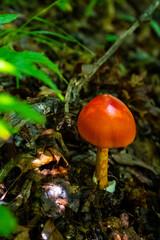 Amanita Jacksonii in North Carolina, Highlands