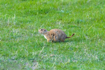 Prairie Dogs in Custer State Park, South Dakota