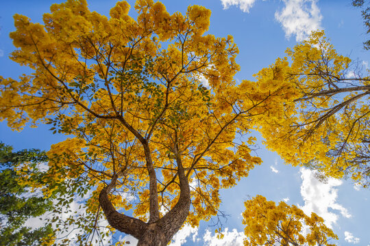 yellow ip&ecirc; ipe in brasilia federal district brazil