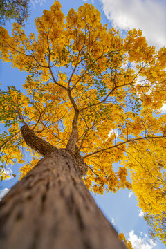 yellow ip&ecirc; ipe in brasilia federal district brazil