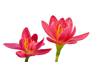 Beautiful of Rainlily flower isolated on transparent background png file