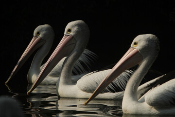 pelicans on the beach
