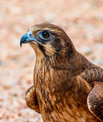 Brown Falcon closeup near Alice Springs, Australia