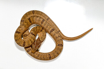 Snake on white background, Close up Banded kukri snake ( Oligodon fasciolatus ) isolated on white background, Macro photography.