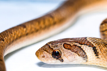 Close up head of The Banded kukri snake ( Oligodon fasciolatus ) isolated on white background, Macro photography.