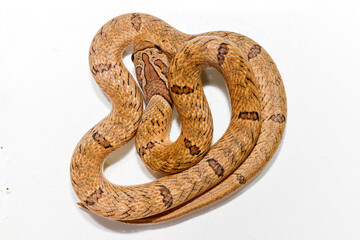 Snake on white background, Close up Banded kukri snake ( Oligodon fasciolatus ) isolated on white background, Macro photography.