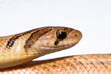 Close up head of The Banded kukri snake ( Oligodon fasciolatus ) isolated on white background, Macro photography.