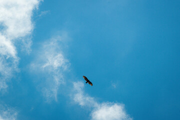 osprey flying around in the blue sky aboｖe the caribbean sea
