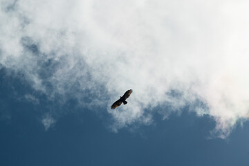 Fototapeta premium osprey flying around in the blue sky abobe the caribbean sea