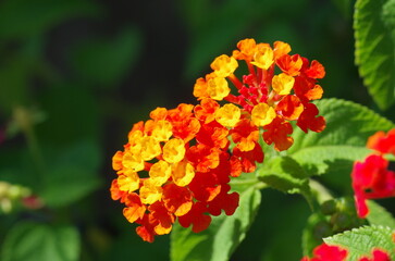 ランタナの花