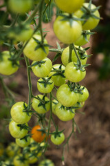 A lot of green tomatoes on a bush in a greenhouse. Tomato plants in greenhouse. Green tomatoes plantation. Organic farming, young tomato plants growth in greenhouse.