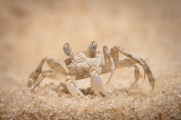 Gulf Shores Sand Crab