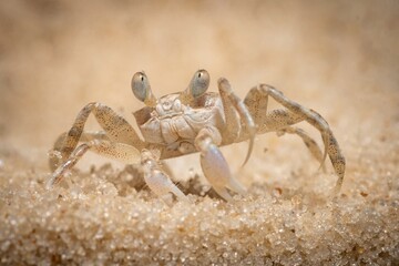 Gulf Shores Sand Crab