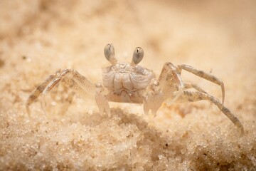 Gulf Shores Sand Crab