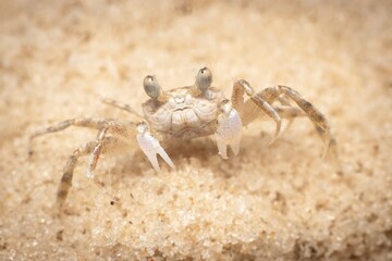 Gulf Shores Sand Crab