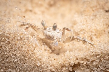 Gulf Shores Sand Crab