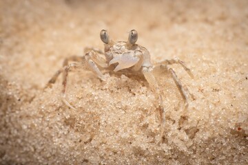 Gulf Shores Sand Crab