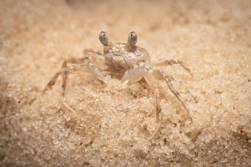 Gulf Shores Sand Crab