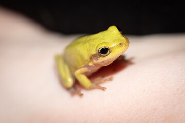 Green Tree Frog