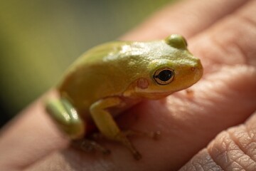 Green Tree Frog