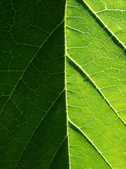green leaf texture