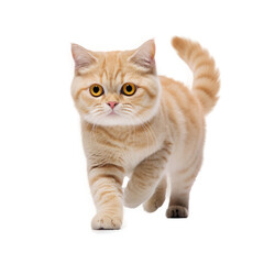 Munchkin Cat  , Isolated On Transparent, PNG, HD