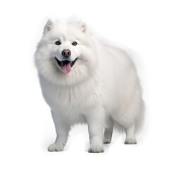 Samoyed  , Isolated On Transparent, PNG, HD