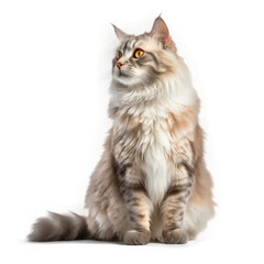 Fototapeta premium American Curl Cat , Isolated On Transparent, PNG, HD