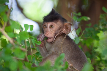 可愛いサル
