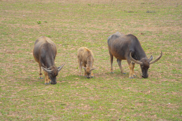 Thai Buffalo eating dry grass in a farm field. Animals in agriculture.