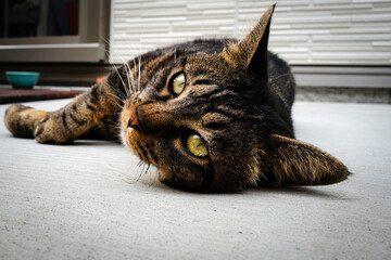 猫