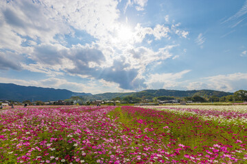コスモス畑と空（大分県中津市）