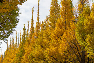 Fototapeta premium 並ぶ銀杏