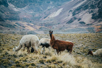 A a herd of llamas grazing on a hill in a mountainous region outside of La Paz Bolivia South America