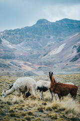 Fototapeta premium A a herd of llamas grazing on a hill in a mountainous region outside of La Paz Bolivia South America